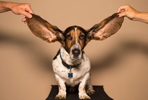 Big-eared Basset Hound with people hands holding it's ears out.